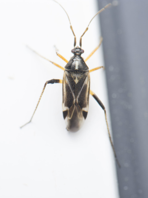 Harpocera thoracica - sarlóscsápú mezeipoloska