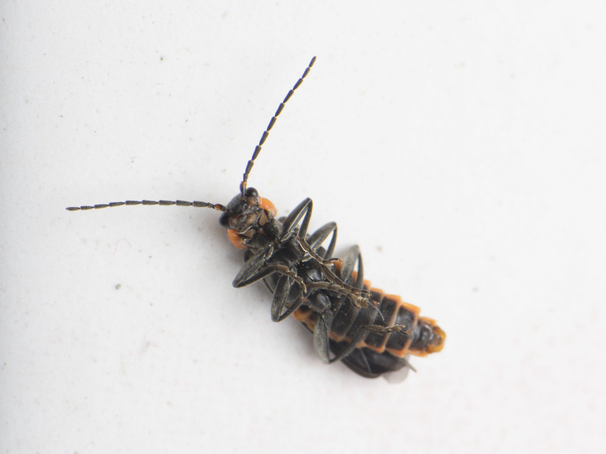 Cantharis liburnica - déli lágybogár