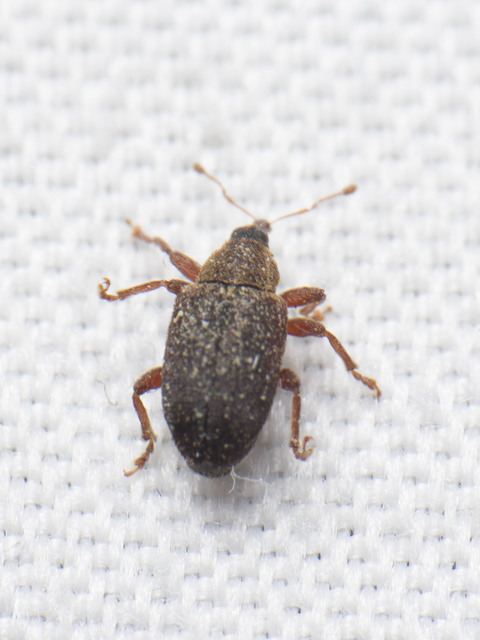 Lignyodes suturatus - barázdás kőrismagormányos