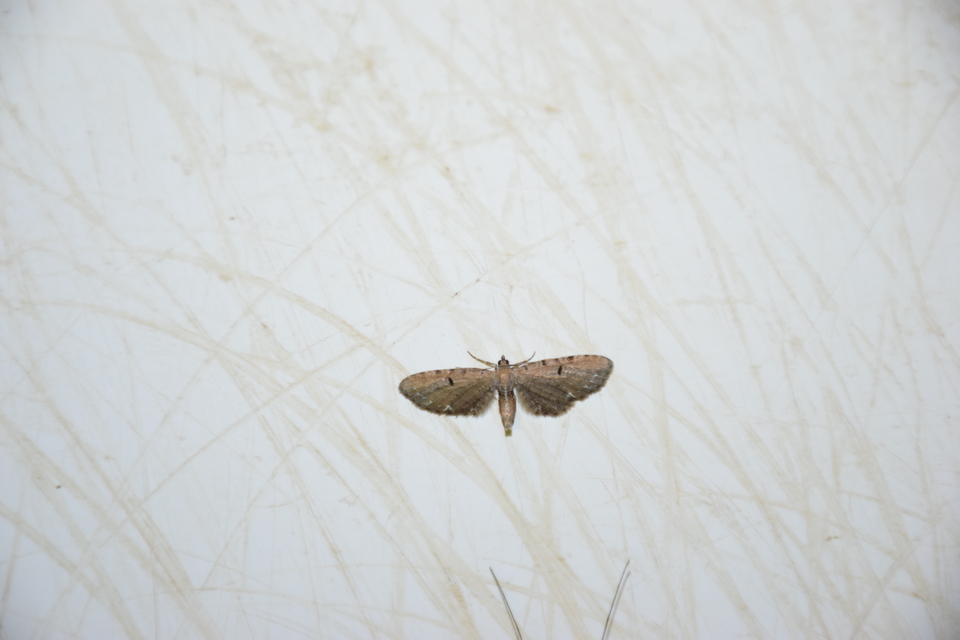 Eupithecia assimilata - komló-törpearaszoló