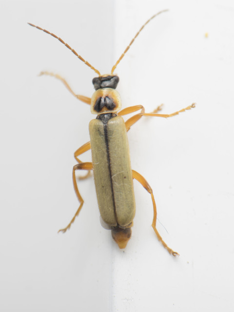 Metacantharis clypeata - tavaszi lágybogár