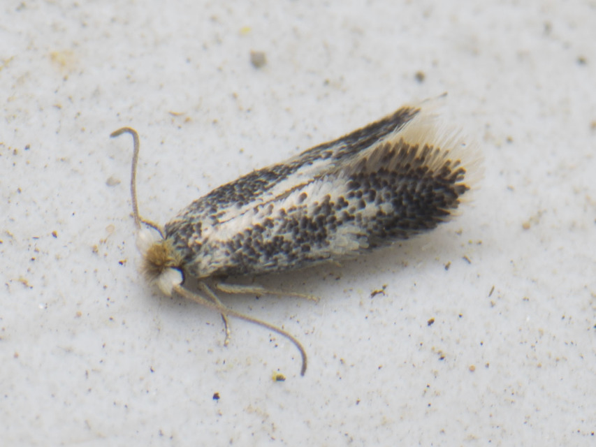Ectoedemia