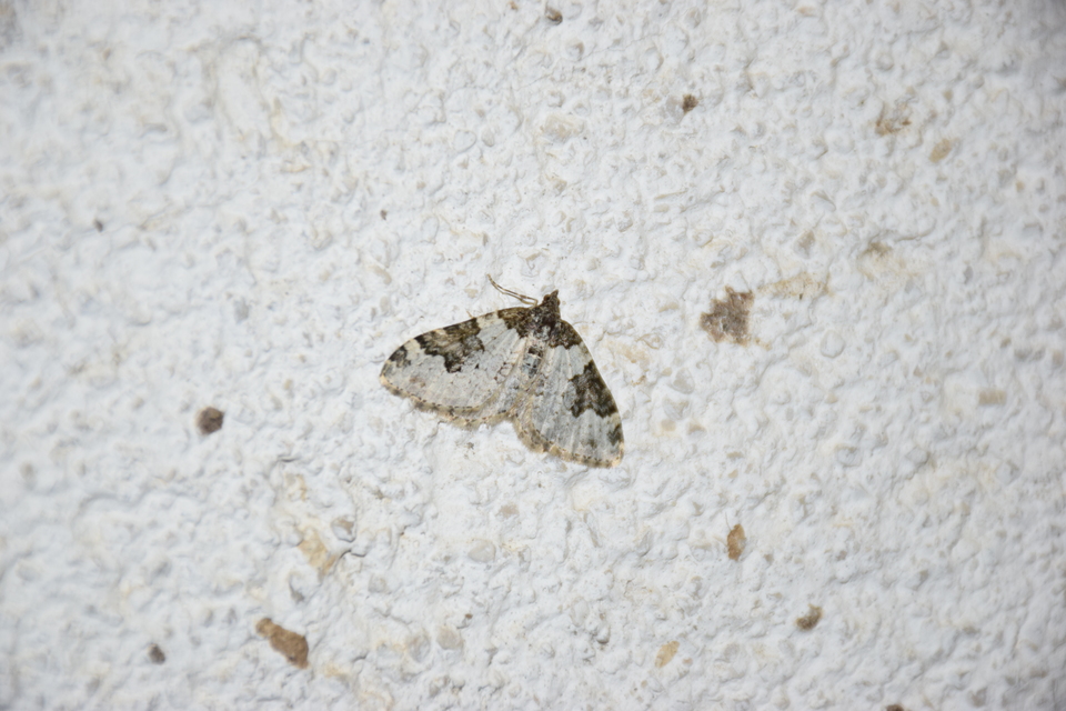 Xanthorhoe fluctuata - közönséges tarkaaraszoló
