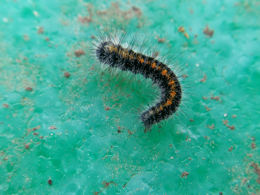 Lasiocampa trifolii - lóhereszövő