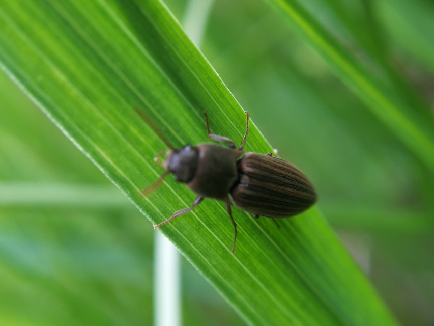 Agriotes lineatus - vetési pattanó