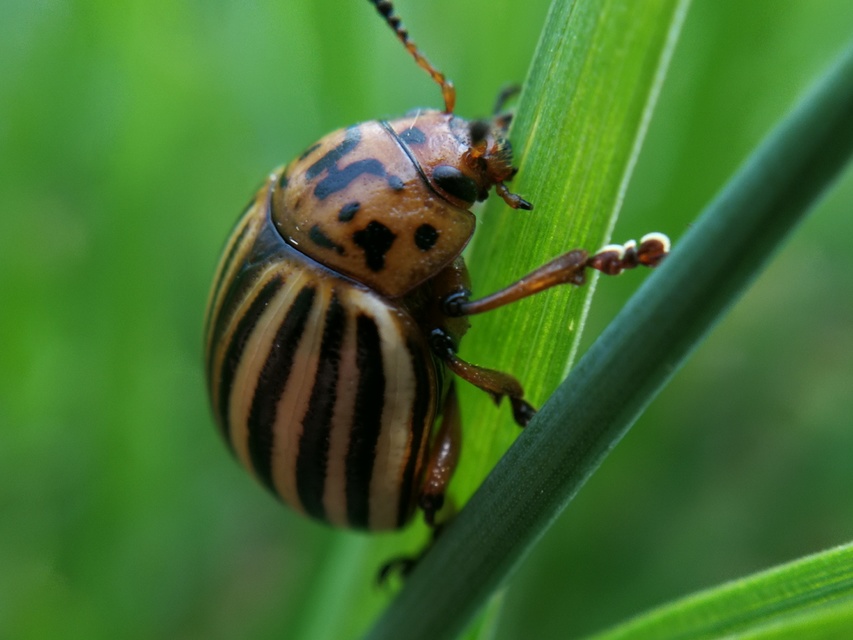 Leptinotarsa decemlineata - burgonyabogár