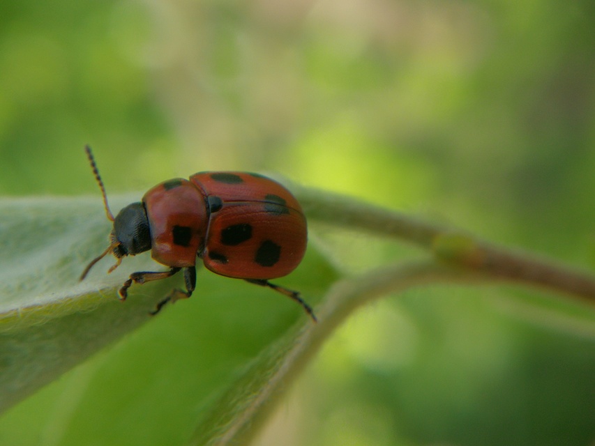 Gonioctena fornicata - közönséges lucernabogár