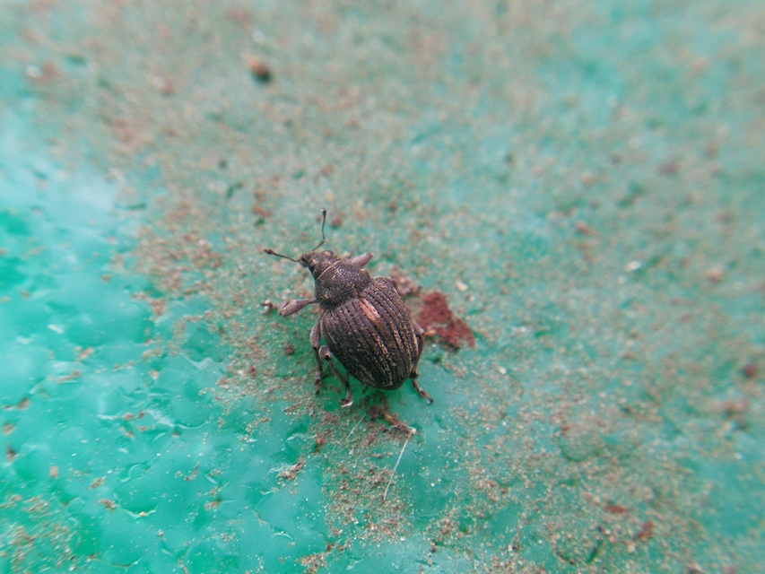 Rhinoncus inconspectus - nagy keserűfű-ormányos