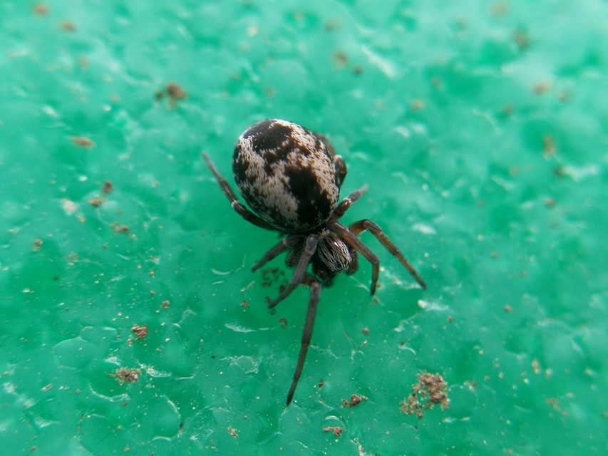 Dictynidae - hamvaspókok