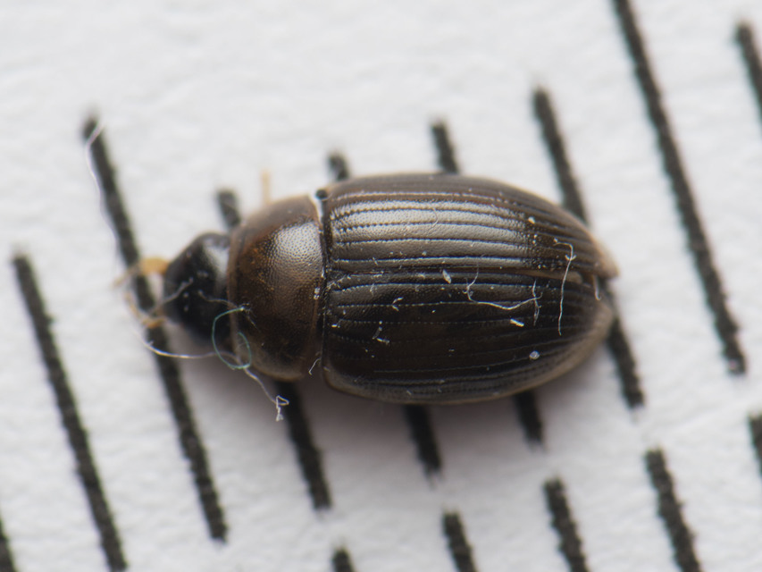 Cercyon laminatus - jövevény iszapcsiborka Cercyon laminatus - jövevény iszapcsiborka