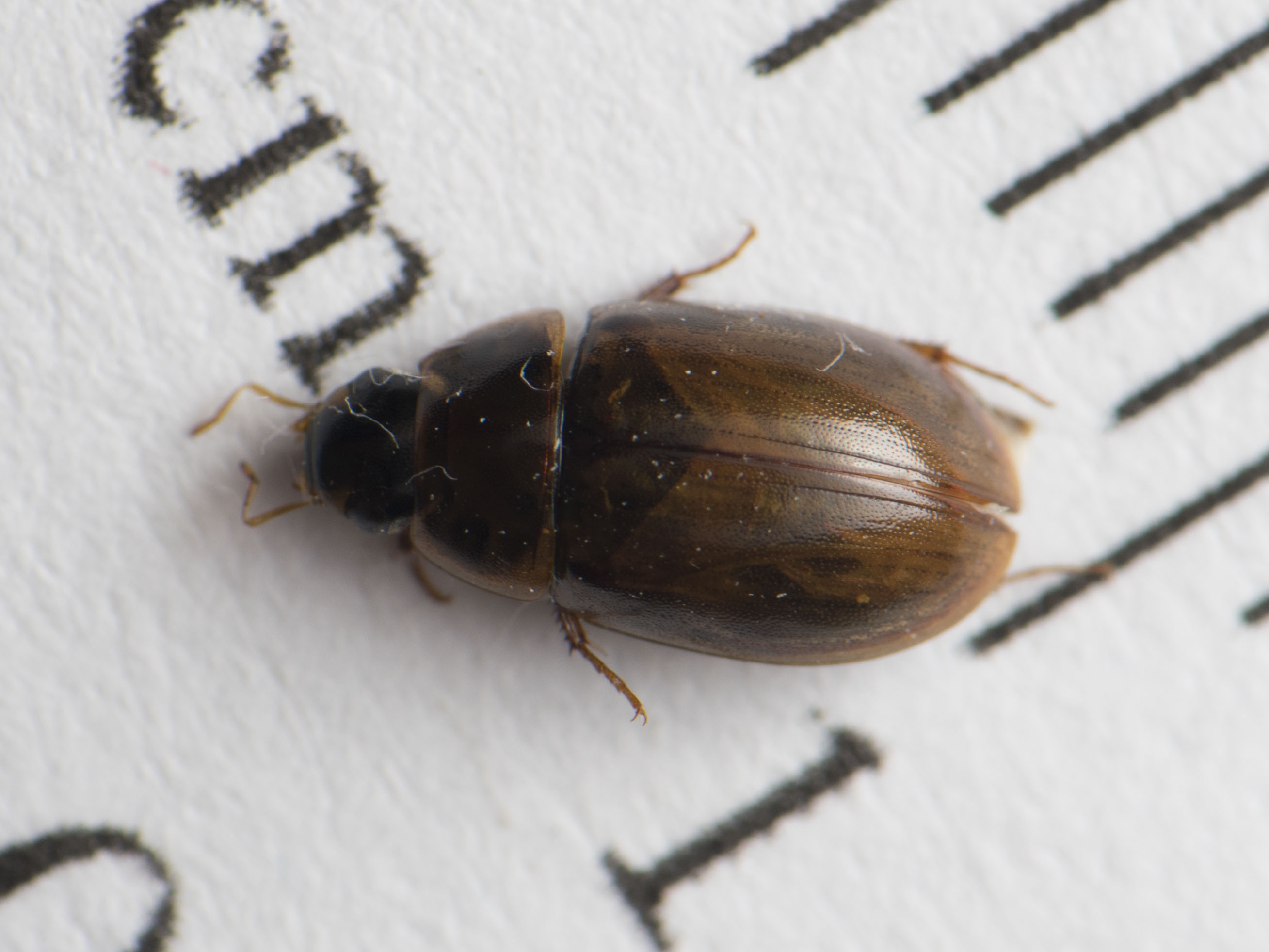 Enochrus fuscipennis - barnalábú fakócsibor