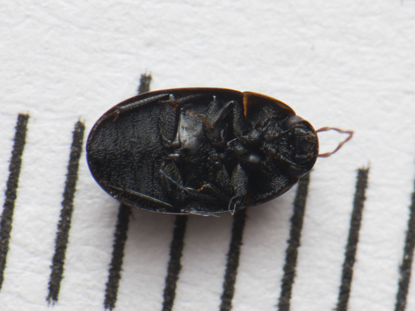 Cymbiodyta marginella - szegélyes csibor