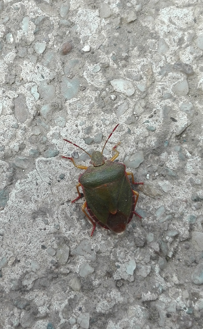 Palomena prasina - zöld bogyómászó-poloska Palomena prasina - zöld bogyómászó-poloska