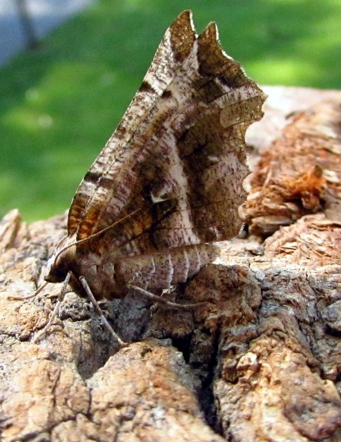 Selenia dentaria - kétfoltos holdasaraszoló