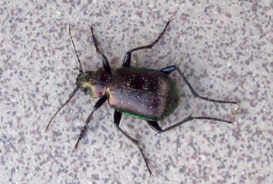 Calosoma inquisitor - kis bábrabló