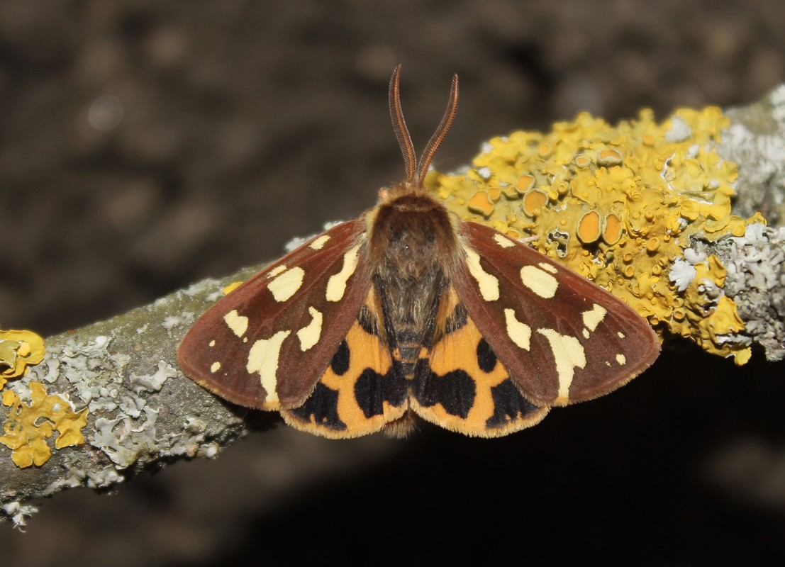 Hyphoraia aulica - barna medvelepke