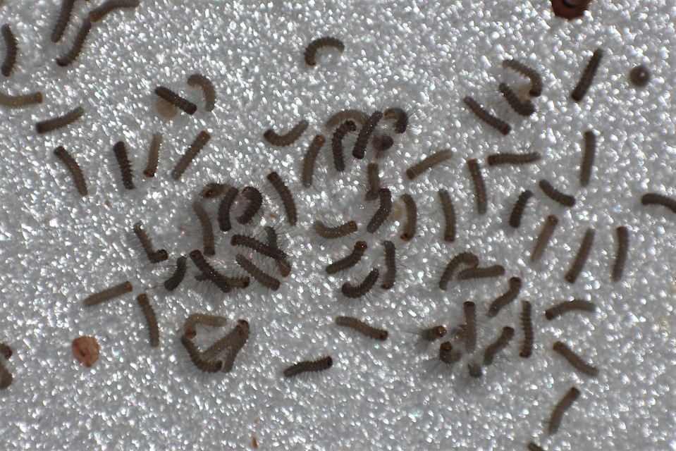 Phragmatobia fuliginosa - füstös medvelepke