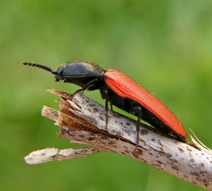 Ampedus
