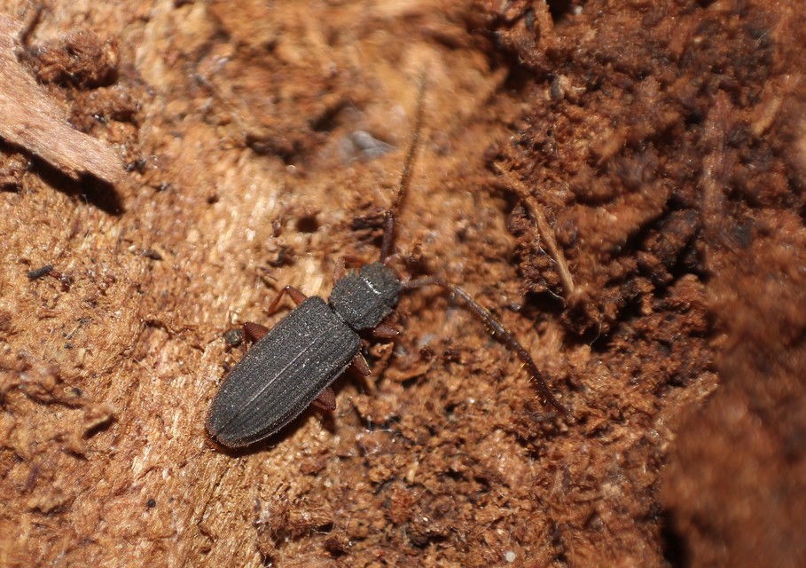 Uleiota planatus - hosszúcsápú fogasnyakú-lapbogár