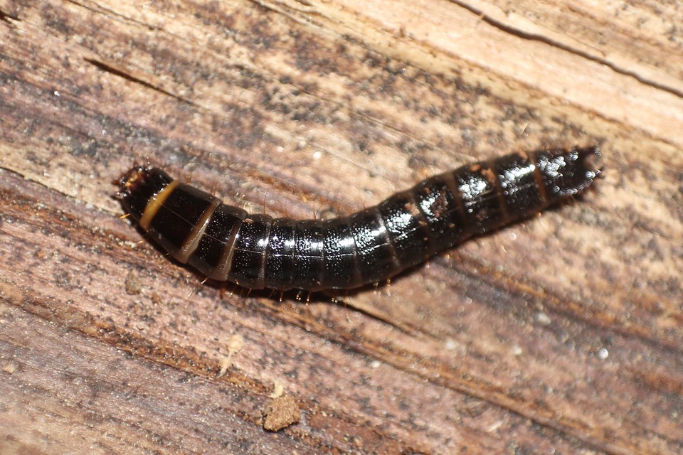 Stenagostus rhombeus - rombusznyakú pattanó