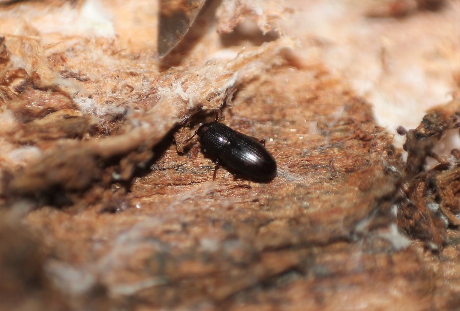 Cerylonidae - kéregbogárfélék Cerylonidae - kéregbogárfélék