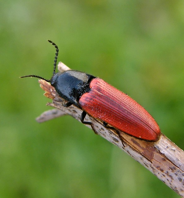 Ampedus