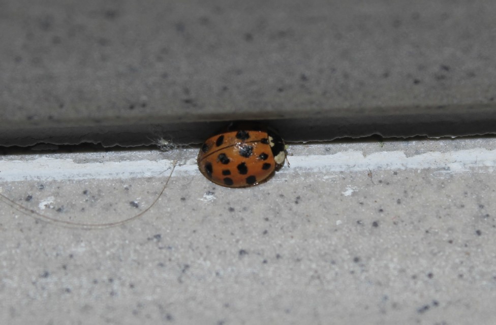 Harmonia axyridis - harlekinkatica