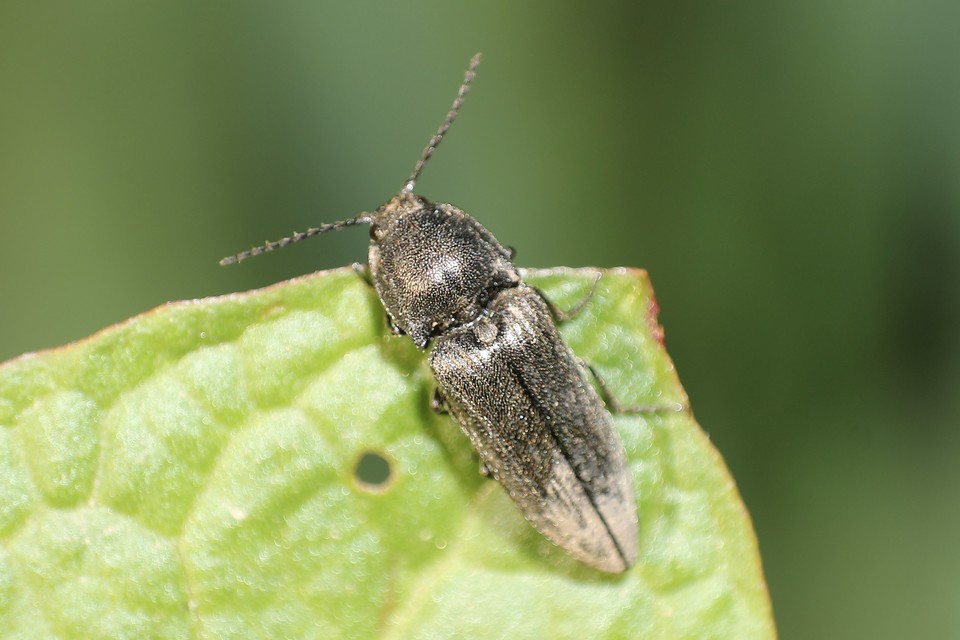 Cidnopus pilosus - szőrös pattanó