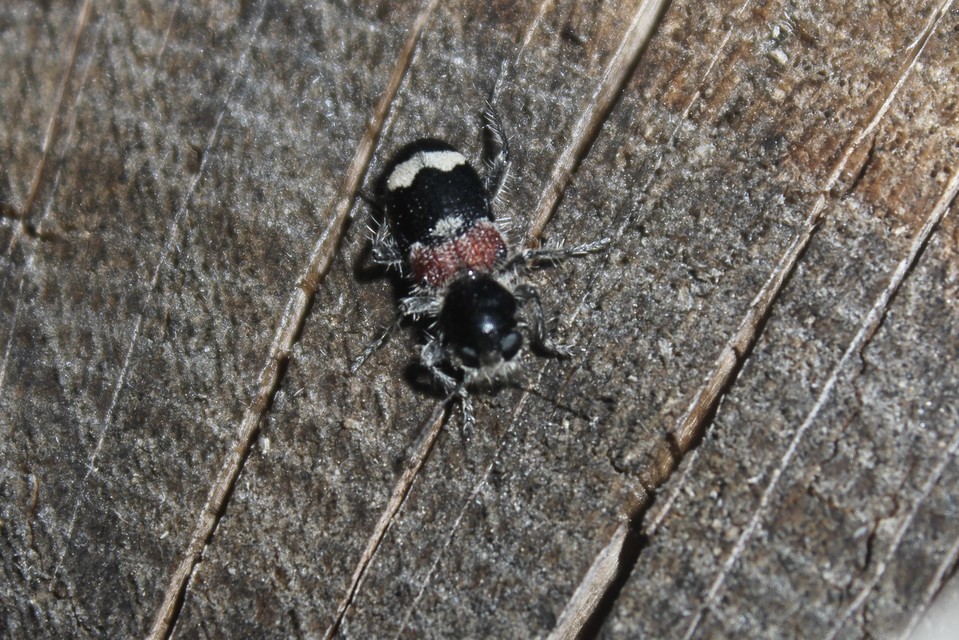 Clerus mutillarius - feketenyakú szúfarkas