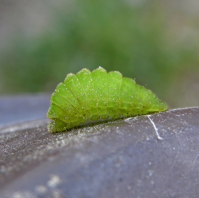 Lycaenidae - boglárkalepke-félék