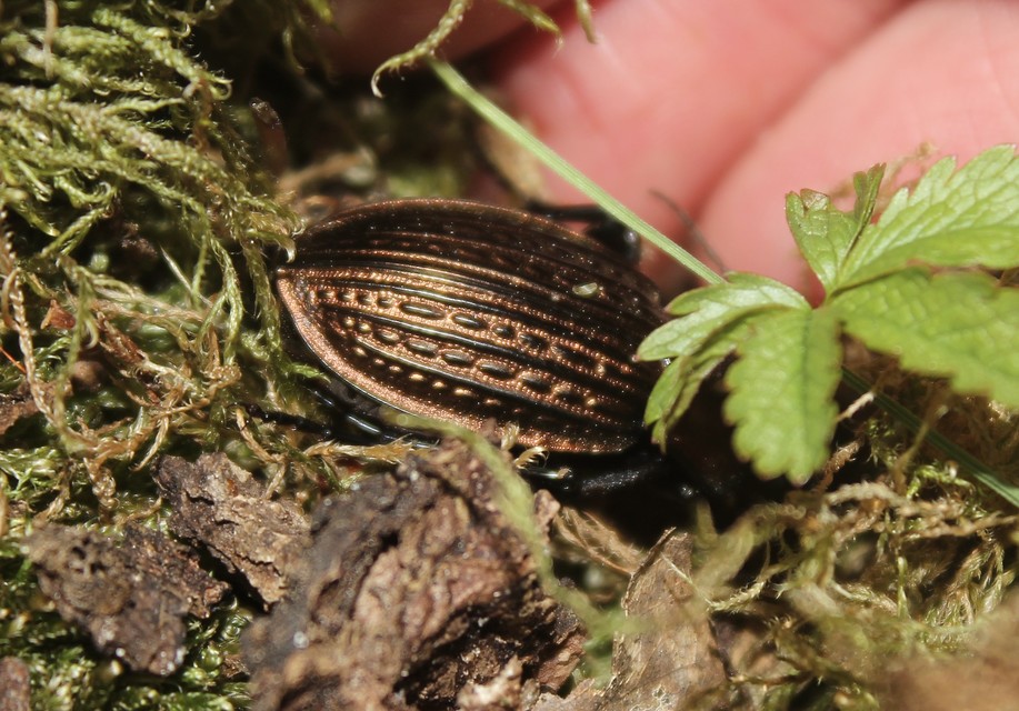 Carabus ulrichii - rezes futrinka