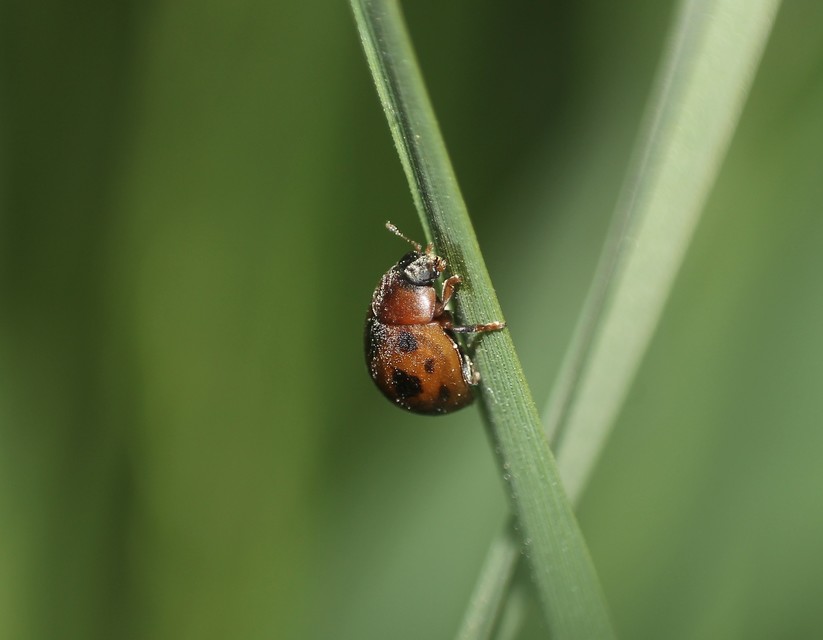 Cynegetis impunctata - pázsitfűböde