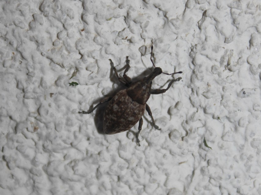 Lepyrus capucinus - pettyes fűzormányos