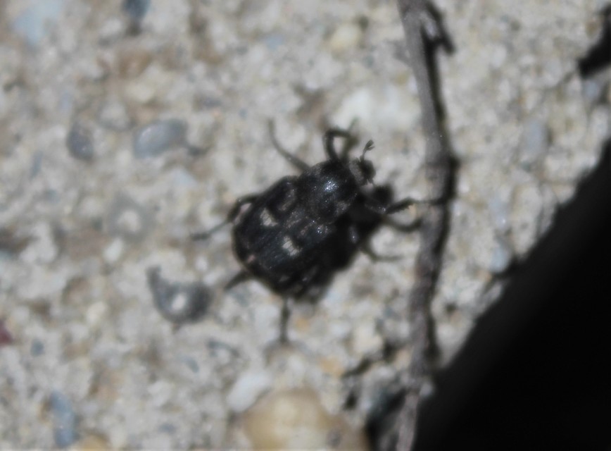 Valgus hemipterus - suta virágbogár