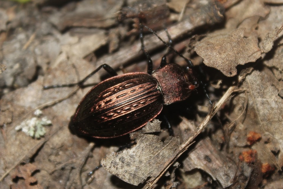 Carabus cancellatus - ragyás futrinka Carabus cancellatus - ragyás futrinka