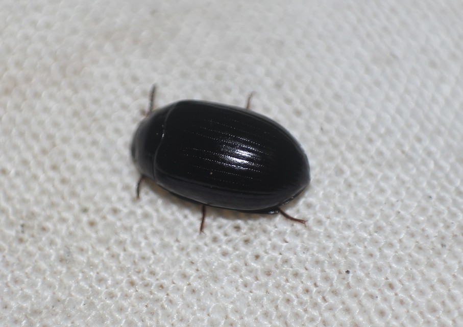 Platydema violaceum - fémkék taplóbogár