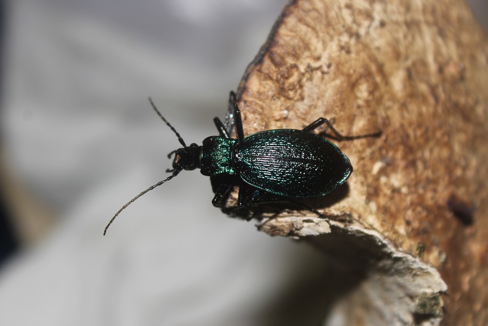 Carabus intricatus - kék laposfutrinka Carabus intricatus - kék laposfutrinka