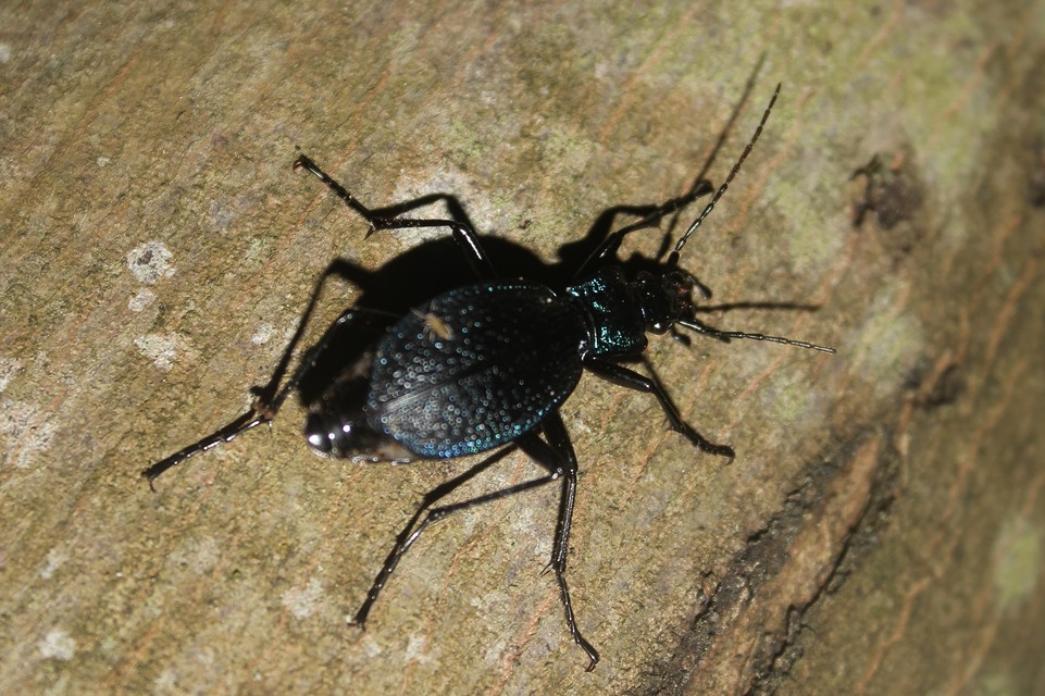 Carabus intricatus - kék laposfutrinka Carabus intricatus - kék laposfutrinka