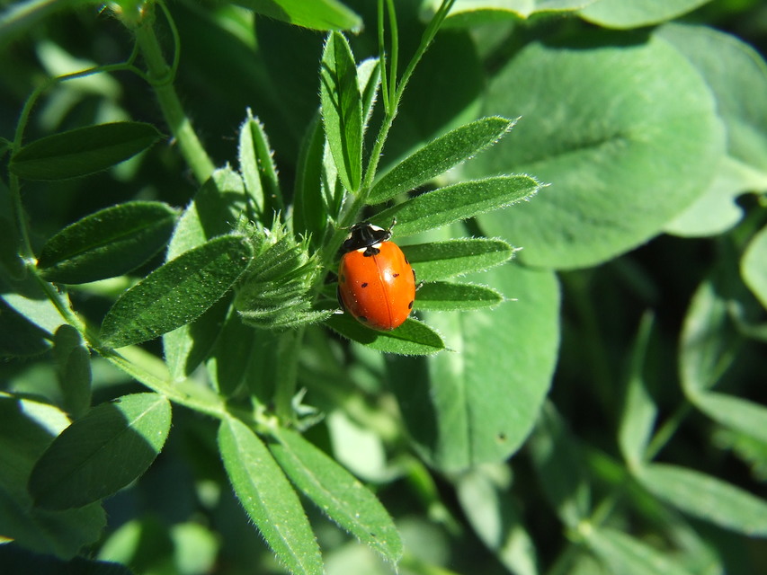 Coccinella septempunctata - hétpettyes katica
