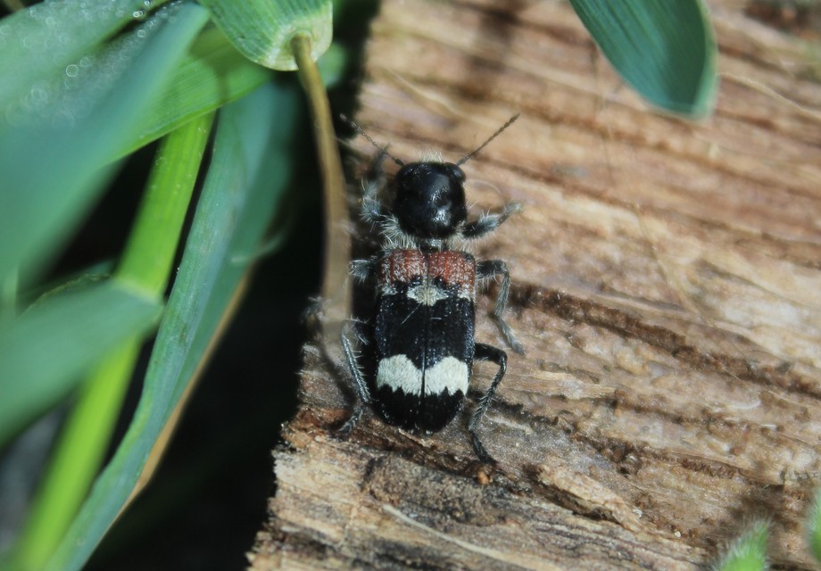 Clerus mutillarius - feketenyakú szúfarkas