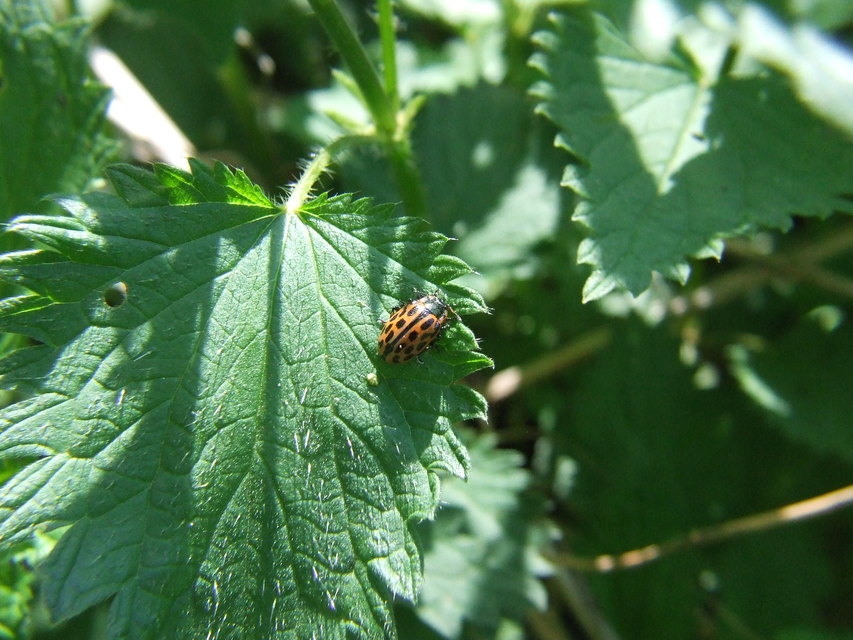 Chrysomela vigintipunctata - húszfoltos fűzlevelész