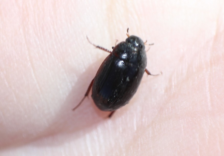 Hydrobius fuscipes - változékony csibor