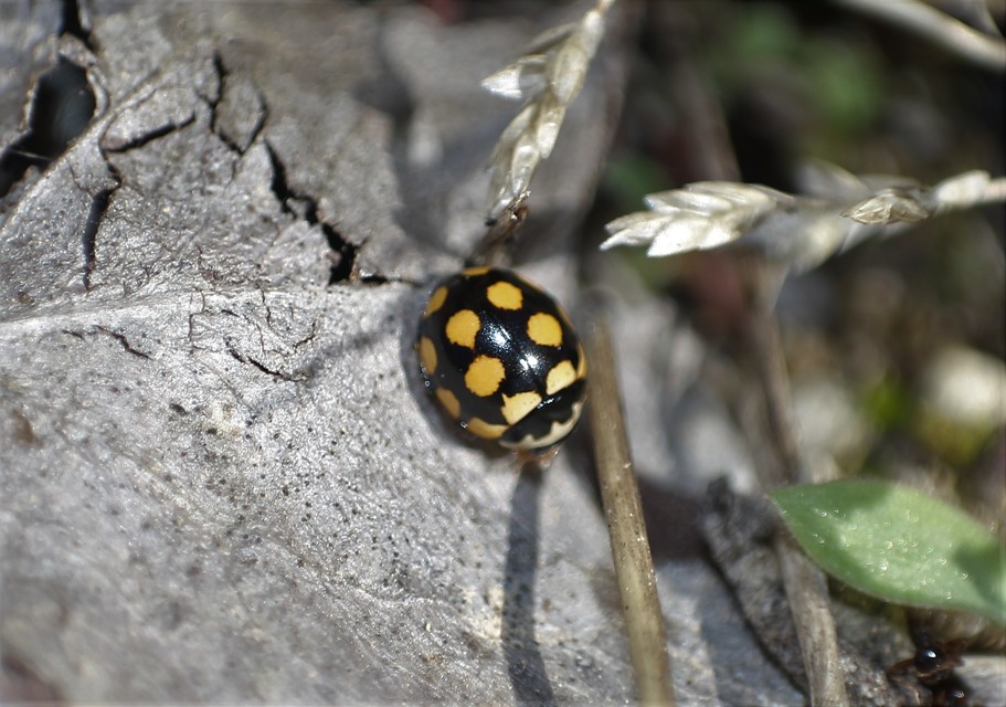 Coccinula quatuordecimpustulata - feketesárga katóka