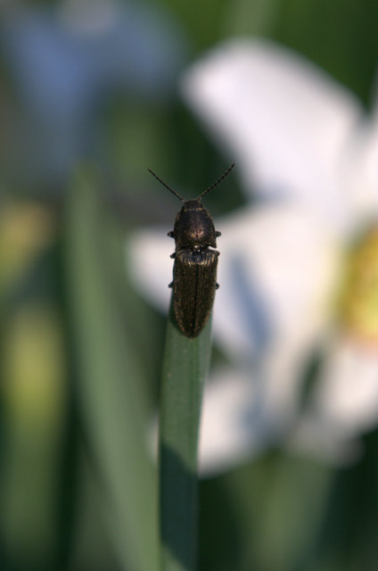 Cidnopus pilosus - szőrös pattanó
