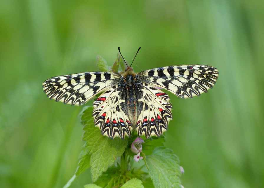 Zerynthia polyxena - farkasalmalepke