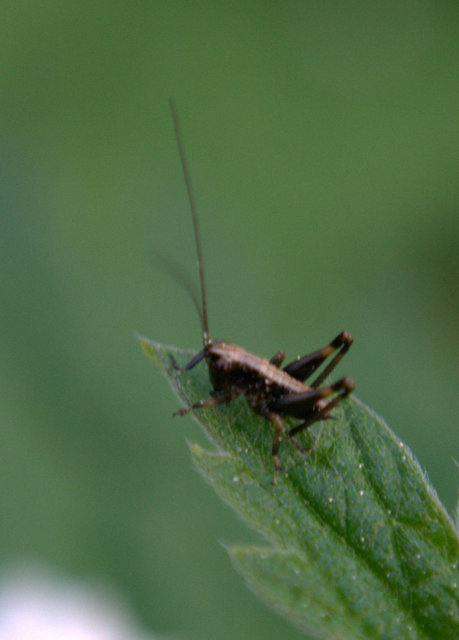 Pholidoptera griseoaptera - szürke avarszöcske