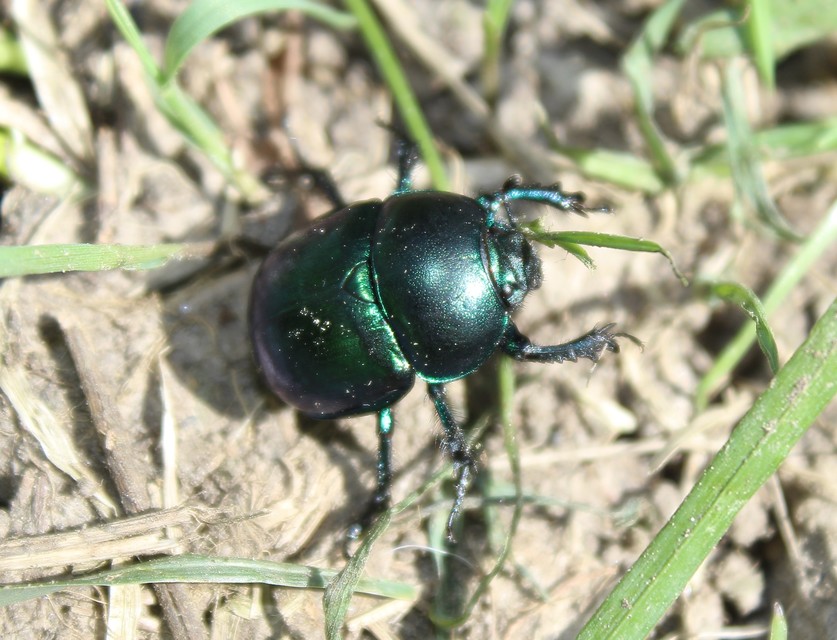 Trypocopris vernalis - tavaszi álganéjtúró
