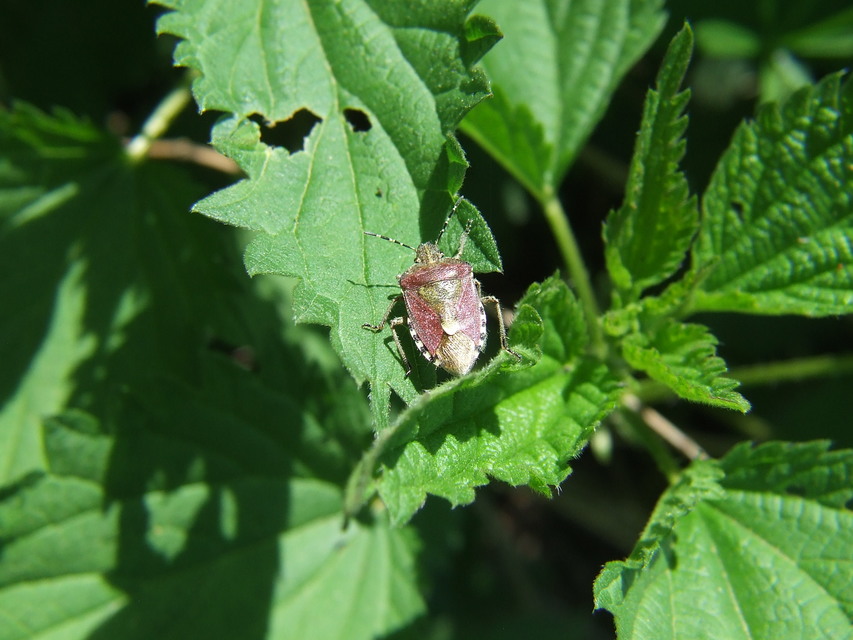 Dolycoris baccarum - közönséges bogyómászó-poloska Dolycoris baccarum - közönséges bogyómászó-poloska