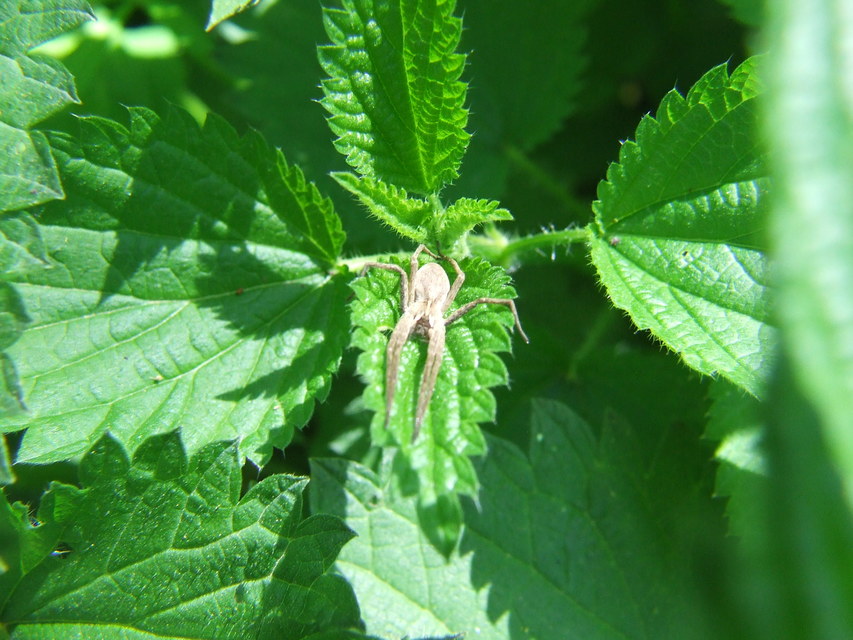 Pisaura mirabilis - csodáspók
