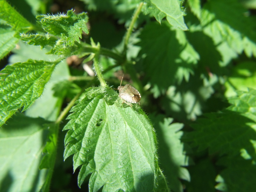 Peribalus strictus - tavaszi címerespoloska Peribalus strictus - tavaszi címerespoloska